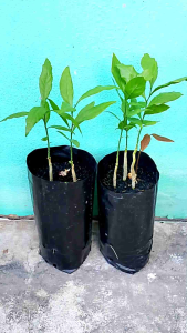 ผักหวานป่า ยอดสีทอง ชุด 2 ถุง