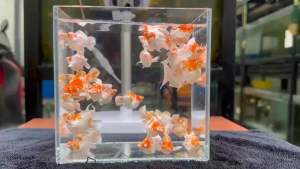 🔥BEST SELLER🔥 🇵🇭🇵🇭 SAKURA 🌸 BLUE DIAMOND EYES (CLEAN MILKY WHITE BASE / GIANT SIZE)💎 Balloon Molly Fish Pair (TOP PREMIUM GRADE)