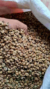 Kopi Robusta naturalorigin gg Argopuro