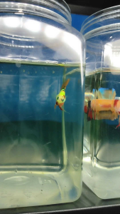 (Same as photo) Neon Male Premium Show Gred Ikan laga Betta