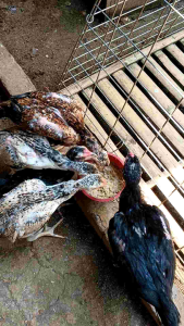Jamu Kesehatan Ayam & Vitamin Ayam Masa Pertumbuhan YELLOW VIT
