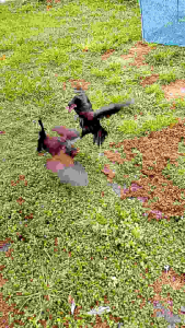 ไข่เชื้อไก่ชนพม่า&เยียร์ เก็บใหม่ทุกวันเบอร์แข้งดีมีเหลี่ยมโคร้งสร้างดีสมบูรณ์