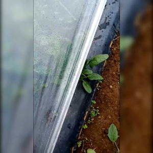 30 BIJI BENIH BAYAM JEPANG GIANT NOBEL