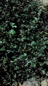 Daun Mint Kering: Manfaat & Cara Menggunakannya