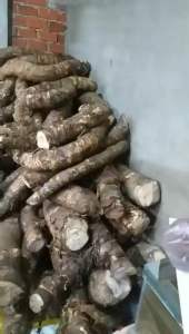 Củ bạc hà núi 5kg