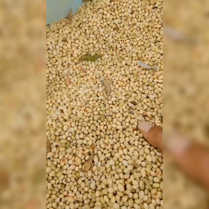 400 BIJI BENIH KACANG KEDELAI SIAP TANAM