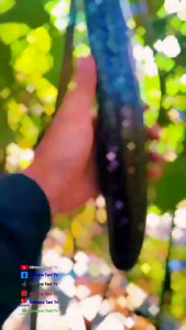 Benih Terong Ungu Hibrida YUNITA F1 10gr wijitani Benih Sayuran Berkualitas - Lazada