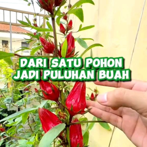 (KEMASAN PREMIUM) BIJI/BENIH TANAMAN HERBAL ROSELLA MERAH ( isi -+150 Butir benih )