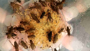 PAKAN JANGKRIK PENYUPLAI NUTRISI PADA BURUNG KICAU SETING BURUNG KICAU