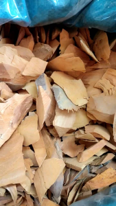 Rễ cây nhàu rừng khô Tây Nguyên