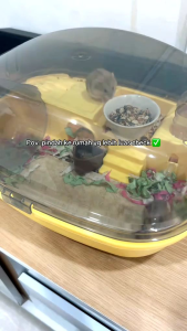 KANDANG HAMSTER MODEL OVAL (KODE#5)