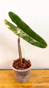 Philodendron Billietiae Variegatedด่างเหลืองขายแบบข้อตัดสดเพาะชำในถ้วยอบอย่างดี