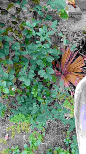 Golok Baja Asli Super Tajam Khas Jabar - Pedang Lancip Finising Halaus Dan mengkilat - Bedog Sunda Murah  Pisau Sembelih Panjang