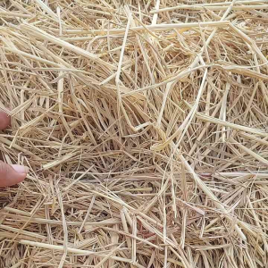 3 ฟางข้าว/ฟางแห้ง, คลุมพืชผักคลุมดินลองไก่ นอนเป็ดนอน พร้อมส่ง