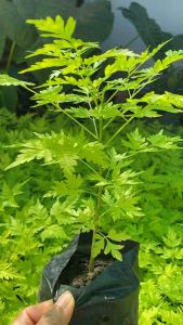 เกษมณีสีทอง สูง 15-20 เซนติเมตร