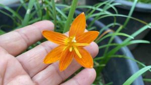 Moonstone หัวละ 15 บาท - งูดอกบัวดิน หัวดอกบัวที่สุด!