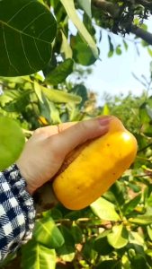 Hạt điều lụa sấy nguyên vị Bình Phước 🌱Vụ Mới 2026🌱 500g (Bao đổi trả nếu không đúng như giới thiệu)
