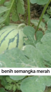 Telah Hadir Benih Semangka Merah Made F1