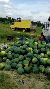 BENIH SEMANGKA KUNING HIBRIDA F1 SIAP SEMAI benih tanaman semangka super