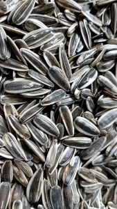 GROSIRAN BIJI BUNGA MATAHARI JUMBO KWACI KESUKAAN BURUNG PARROT BISA JUGA DI TANAM