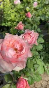 กุหลาบ-บลูมเบอรี่ Bloomsbury (กระถาง 12 นิ้ว)  ดอกใหญ่ มีกลิ่นหอม บานทน