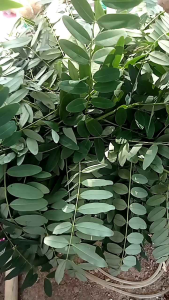 daun Johar fres 1 iket besar /1 gulung besar