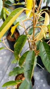 Anak Pokok Durian Musang King/Raja Kunyit/D197 Kahwin