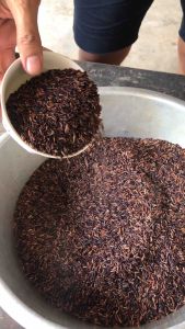 ข้าวปลอดสารพิษ ผู้ชายชื่น สมบูรณ์ การฟื้นฟูที่ดี ไม่มีโจรหยุดเสีย ใช้เมล็ดพันธุ์แท้จากศูนย์วิจัยฯ สินค้าพร้อมส่งทุกรายการ