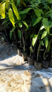 Mangga Gadung Organik: Manfaat & Cara Mengonsumsi