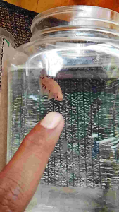 (PROMO) yellow vanda ( Mutasi awal) MALE/JANTAN /Grad Abest Quality +