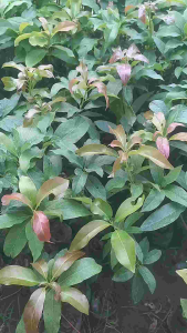 Bibit Tanaman Alpukat Aligator