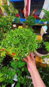 Mai Chiếu Thuỷ Bonsai tàng trònđể bàn bông thơm