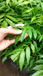 Bibit buah kedondong siap tanam harga terjangkau