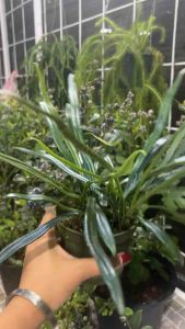 🌿 เฟิร์นแววปีกแมลงทับ 🌿 รดน้ำพอชุ่ม แสงแดดเช้า จะช่วยให้สีใบยิ่งเงาสวย #เฟิร์นปีกแมลงทับ Microsorum thailandica #เฟิร์นปีกแมลงทับ เป็นเหง้าเลื้อยสั้น ใส่กระถาง แขวน หรือเกาะตามต้นไม้ ใบยาวสีเขียวปนน้ำเงินเป็นมันวาว คล้ายสีปีกแมลงทับ #เฟินแววแมลงทับ