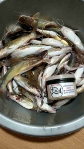 เหยื่อหมักตกปลากด สายเย่อ! เมืองช้าง สูตรชะโดหมัก กำลังมาแรง สำหรับมือใหม่ก็ตกได้ ตกได้ทุกสภาพหมาย ฝ่าย-เขื่อน หมายธรรมชาติ เหยื่อแตกตัวเร็วทำให้ปลาเข้ากินเหยื่อไว  มีตัวเป็นโดน ล้างออกง่าย ไม่เหม็นติดมือ ขนาด1กิโลกรัม..