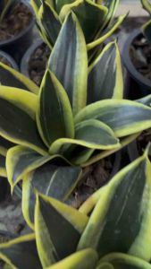 ลิ้นมังกรเจดีย์ทอง J ( ส่งต้นลูก ) ไม้ฟอกอากาศ หายาก ลักษณะเด่น ไม้มงคล