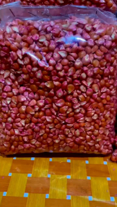 1 BENIH JAGUNG BISI 18 SIAP TANAM