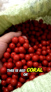 Gelang Koral Marjan Jepang Japanese Coral Asli