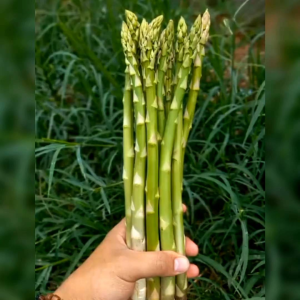 BENIH ASPARAGUS IMPORT (KEMASAN ORIGINAL)