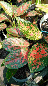 tanaman hias aglonema dud anjamani hasil tanian lokal dijual per 1 pohon  ukuran daun 3-7 daun