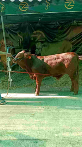 ไม้จัดท่าวัว ไม้เกาวัว ไม้โชว์สติ๊ก สำหรับฝึกวัว หรือนำวัวเข้าประกวด