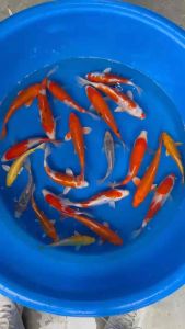 JAPAN KOI IMPORT 20-25cm  7pcs COMBO RM2768 + shipping RM50 ( Marusei  Yamaju  Konishi farms )