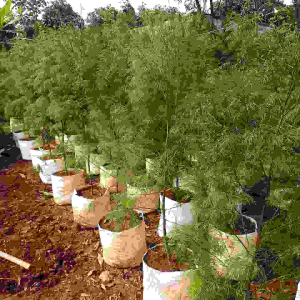 Tanaman Hias Cemara Balom 1 - 15 Meter / Pohon Cemara Balon