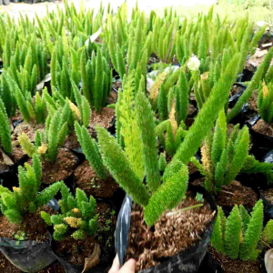 TANAMAN HIAS EKOR TUPAI / PAKIS EKOR TUPAI