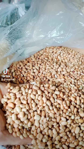 KACANG BERAS / KACANG TOLO 1 KG BAGUS DAN BERKUALITAS