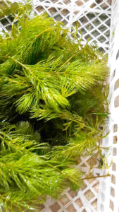 สาหร่ายพุงชะโดน้ำใสบรรจุ1ถุงประดับอ่างปลาสวยงาม