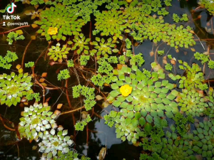 กระจับญี่ปุ่น1ชุดบรรจุ3ช่อส่งพร้อมกนะถางดินเผา ใช้ประดับอ่างปลาตู้ปลาสวยงาม