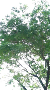 PROMO-Arrafi AR 900 Jilbab hijab kerudung bergo krudung wanita dewasa jersey instan variasi pyet best seller terbaru terlaris kekinian murah viral 2025 adem murah promo daily ootd cantik pet antem bahan stella cantik bayar di tempat COD gratis ongkir