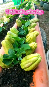 🥬พันธุ์ฟักแม้ว คุณภาพดี พร้อมปลูก☘รากแน่นๆยอดสวยๆ(ตุ้มดินก่อนส่ง)