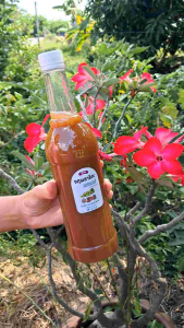 คอมบูชา สูตร จตุผลาธิกะ Kombucha ชาหมัก ดีท็อกซ์ ขับเมือกมันในลำไส้ ขับสารพิษ ท้องผูก มีโพรไบโอติกสูง keto เจ Vegan